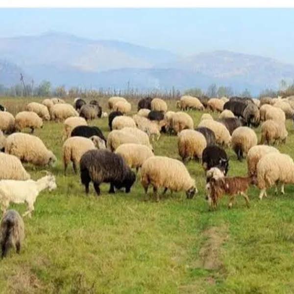 گوسفند ارگانیک زنده 